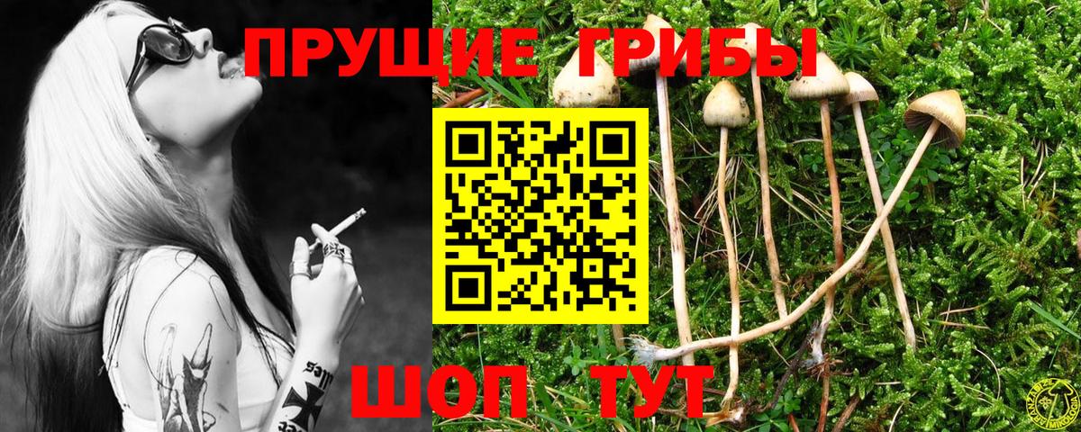 Добрянка  Галлюциногенные грибы Psilocybine cubensis  Вход с VPN 